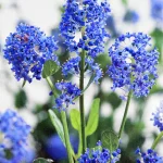 Ceanothus Impressus Victoria flores