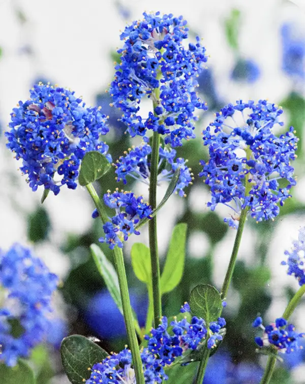 ceanothus-impressus-victoria-detalle-flores