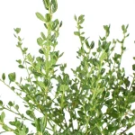 Ceanothus Impressus Victoria hojas
