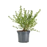 Ceanothus Impressus Victoria