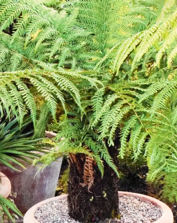 dicksonia-antarctica-helecho-arboreo-arbol
