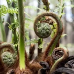 Dicksonia Antarctica Helecho arbóreo