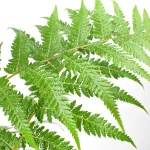 Dicksonia Antarctica Helecho arbóreo