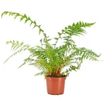 Dicksonia Antarctica Helecho arbóreo