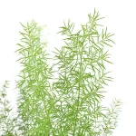 Asparagus densiflorus Myersii