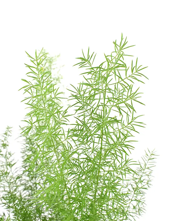 esparraguera-asparagus-dens-myers-detalle-hojas