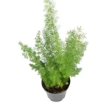 Asparagus densiflorus Myersii