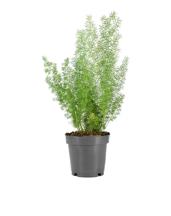 esparraguera-asparagus-dens-myers-planta-exterior