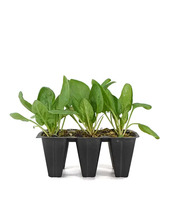 espinaca-planta-horticola-6-unidades