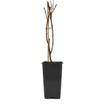 Frambuesa Planta