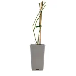 Mora Negra Planta