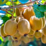 Kiwi Amarillo Actinidia Del. Golden Kiwi Hembra
