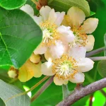Kiwi Actinidia Del. Atlas Macho