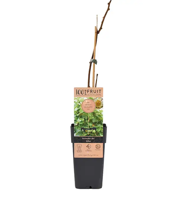 kiwi-macho-actinidia-deliciosa-atlas-planta