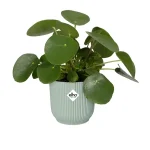 Maceta Elho Vibes Fold Round Mini Verde Sorbete planta