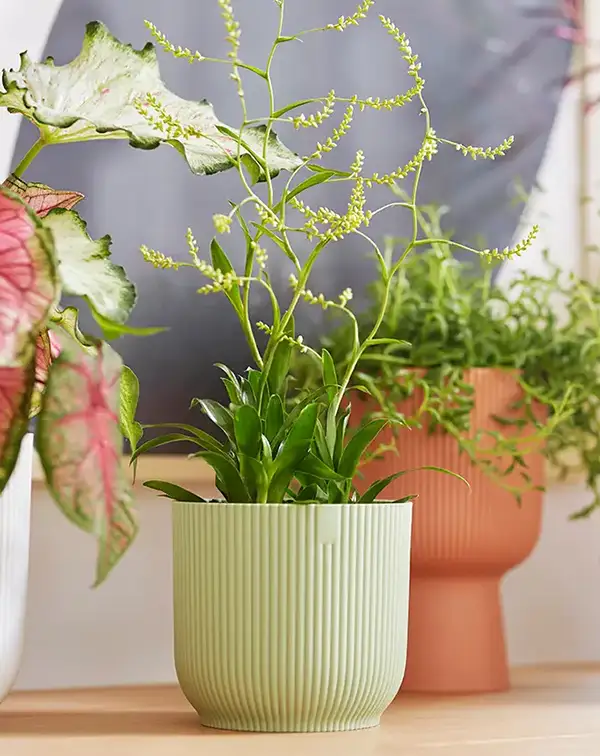 maceta-elho-vibes-fold-round-mini-sorbet-green-detalle