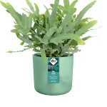 Maceta Elho Ocean Collection Round Verde Pacífico Planta