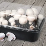Set Cultivo de Setas