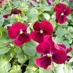 Viola Color rojo