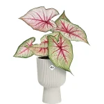 Maceta Elho Vibes Fold Coupe Silky White