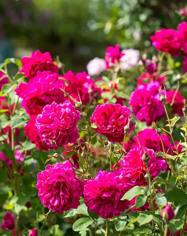 rosal-ingles-david-austin-thomas-a-becket-2