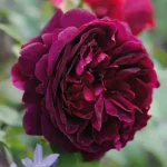 Rosal Munstead Wood David Austin