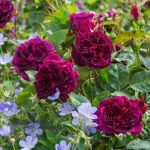 Rosal Munstead Wood David Austin