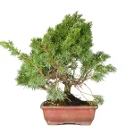 Bonsái Juniperis Chinensis 15 años - Idea de Regalo de San Valentín 2023