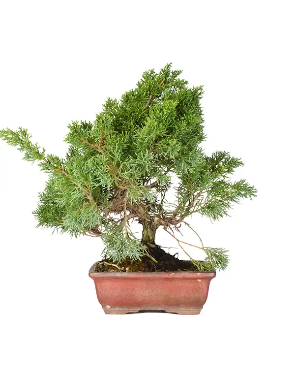 bonsai-juniperis-chinensis-15-anos