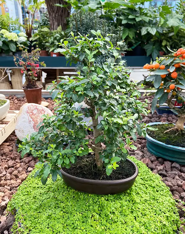 bonsai-ligustrum-ovalifolium-10-anos-contexto