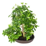 Bonsái Ligustrum Ovalifolium 10 años San Valentín 2023