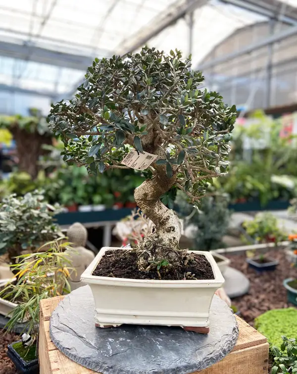bonsai-olea-europaea-silvestris-contexto