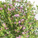 Boronia Crenulata Arbusto de primavera flor rosa