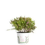 Boronia Crenulata Arbusto de primavera