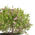 Boronia Crenulata Arbusto de primavera flor rosa
