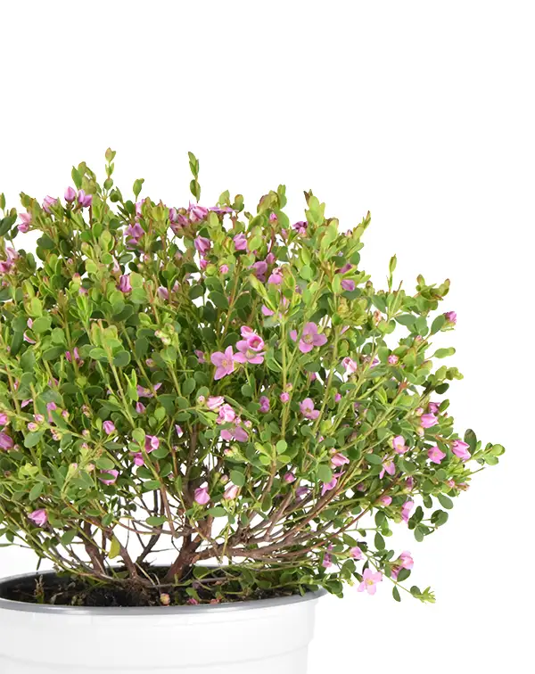 boronia-crenulata-arbusto-de-flor-exterior-detalle