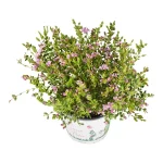 Boronia Crenulata Arbusto de primavera