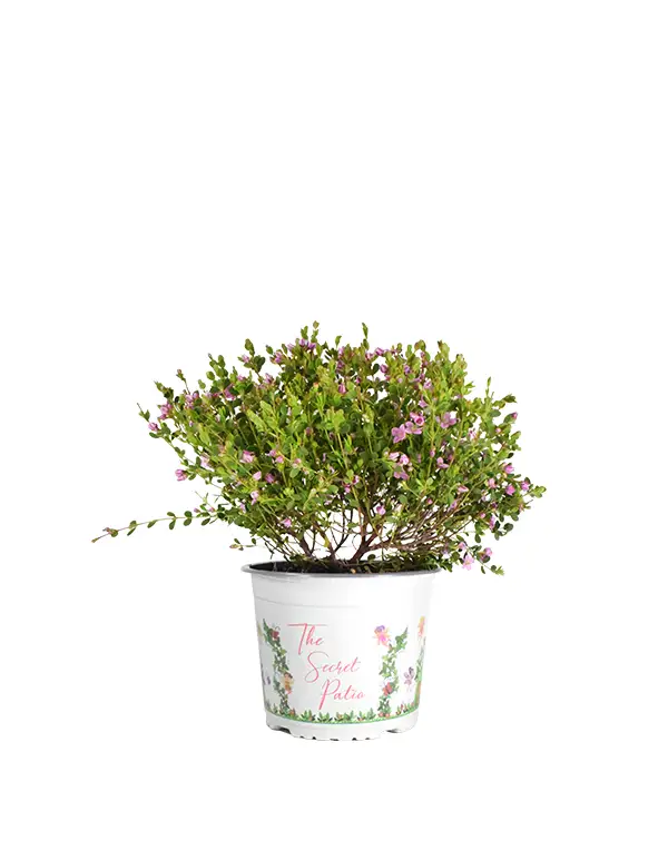 boronia-crenulata-arbusto-de-flor-exterior