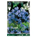 Bulbo Agapanthus Umbellatum Azul - Flora Elite