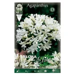 Bulbo Agapanthus Umbellatum Blanco - Flora Elite