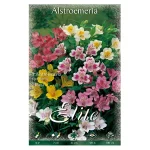 Bulbo Alstroemeria Ligtu Hybrids Mix Flora Elite