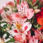 Bulbo Alstroemeria Ligtu Hybrids Mix Flora Elite
