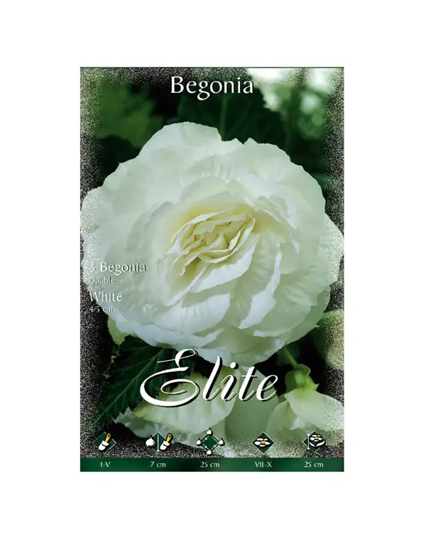 bulbo-begonia-doble-flora-elite-blanca