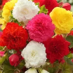Bulbo Begonia Fimbriata Mezcla Colores Flora Elite