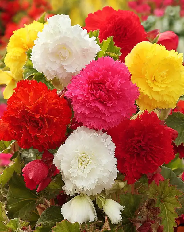 bulbo-begonia-fimbriata-flora-elite-mezcla-colores-flores