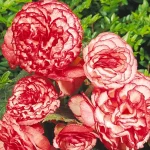 Bulbo Begonia Marmorata Flora Elite