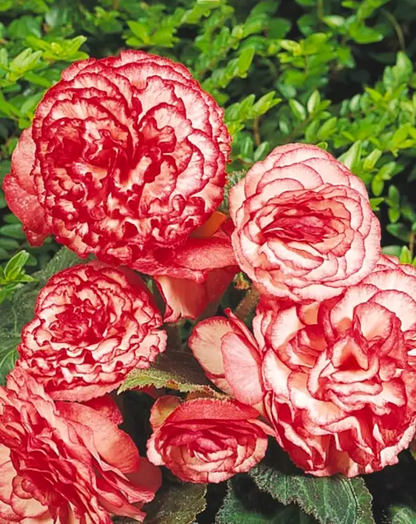 bulbo-begonia-marmorata-flora-elite-blanco-rojo-flores