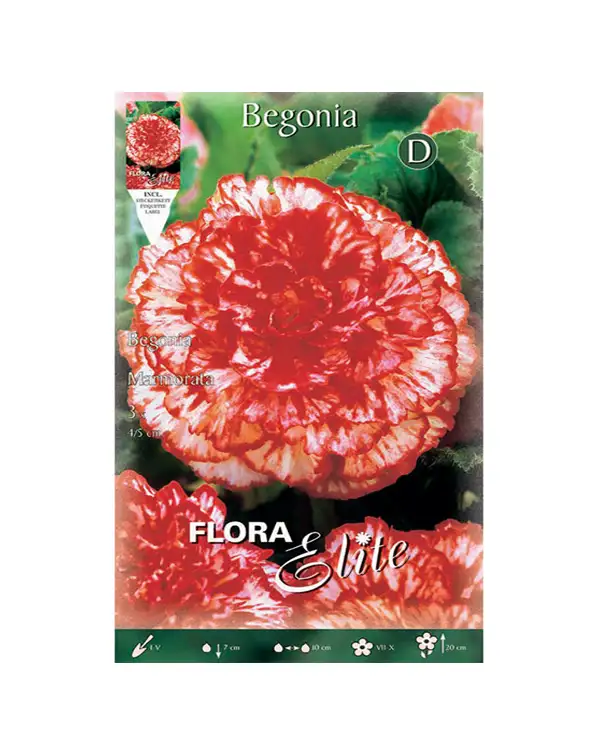 bulbo-begonia-marmorata-flora-elite-blanco-rojo