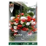 Bulbo Begonia Odorata Mezcla Colores de Flora Elite