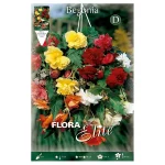 Bulbo Begonia Péndula Flora Elite Mezcla colores